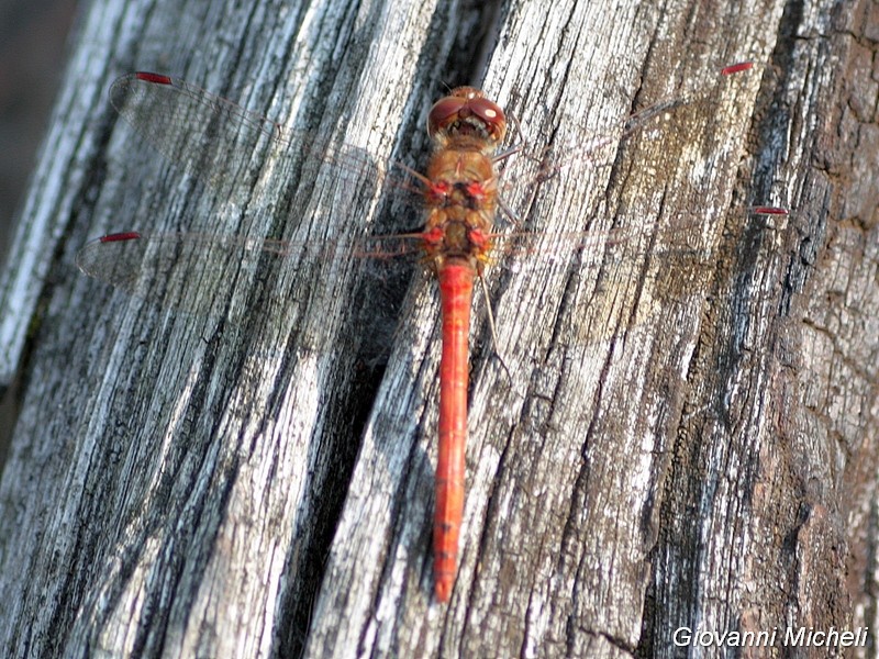 Sympetrum striolatum ?